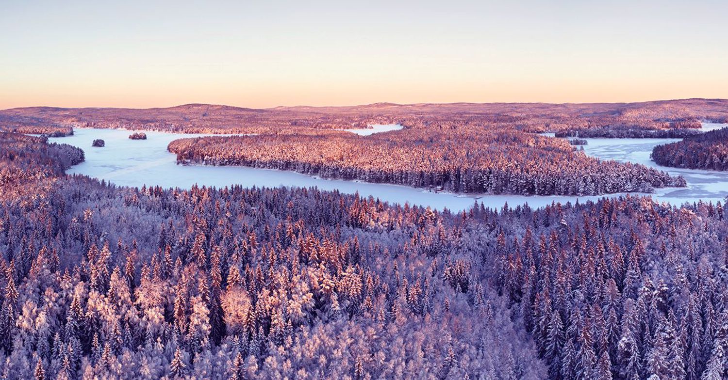 Solen skiner över skog täckt av snö